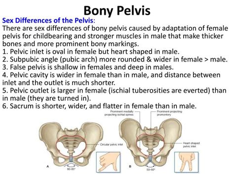 Ppt Pelvic Walls Powerpoint Presentation Id 3130183