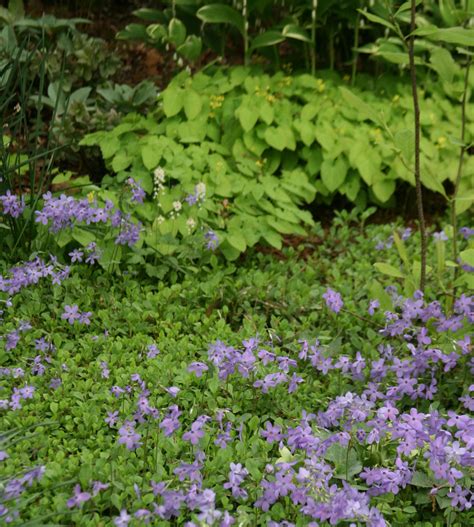 Treadwells Stepables And Perennial Ground Covers In General Beyond