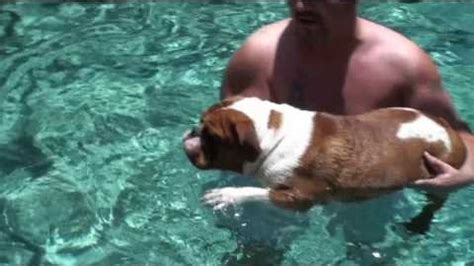 Enjoy Teaching Your BullDog To Swim | darmalanas