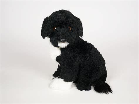 Girella Portuguese Water Dog Big Furry Friends