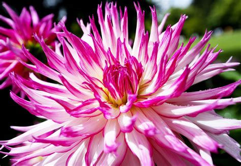 Blooming Time For Dahlias The Seattle Times