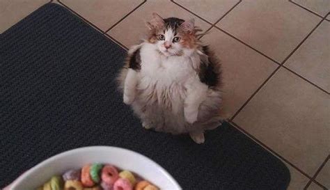 Cats Wanting Fruit Loops Know Your Meme