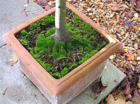 Unfortunately, there is a lot of bad advice out there about how to remove moss. Mark's Veg Plot: Moss - good or bad?