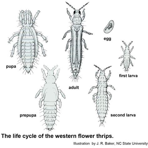 Thrips Life Cycle Koppert Delaine Silvia