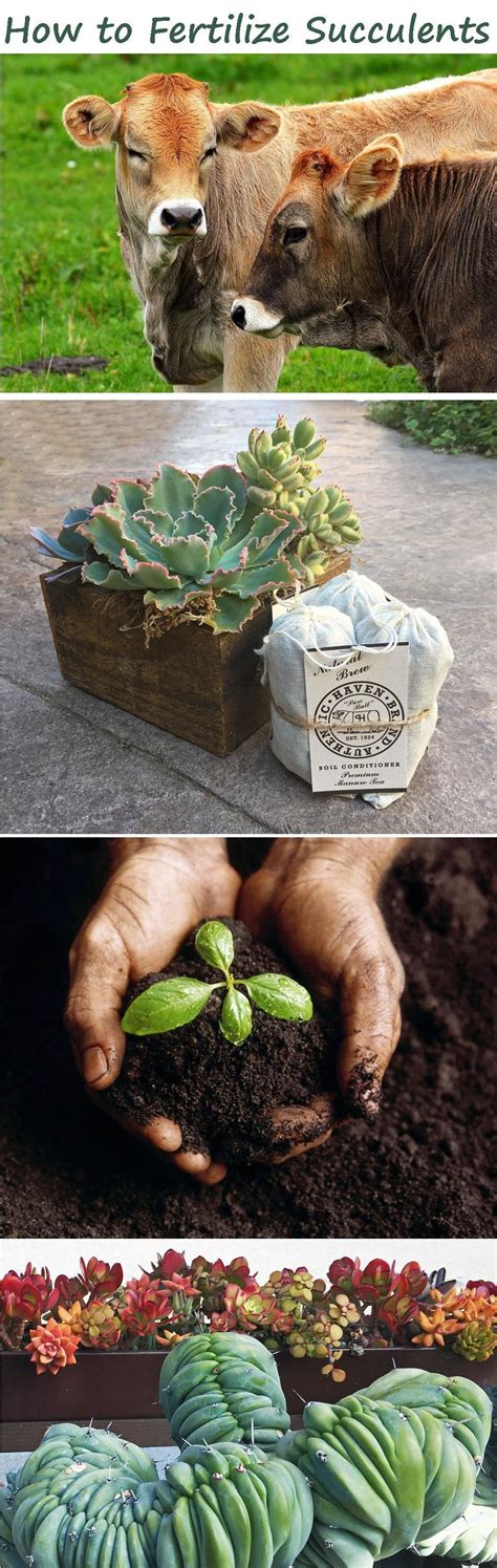 Learn All About Fertilizing Succulents What To Use When How And How