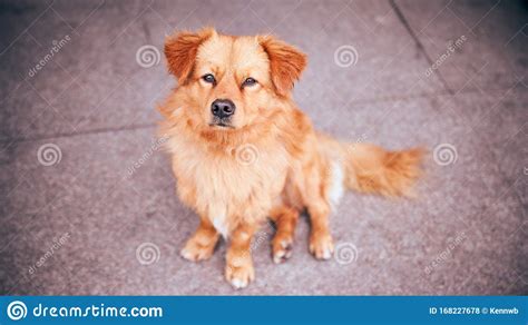 Very Cute Little Yellow Dog Stock Photo Image Of Yellow Little
