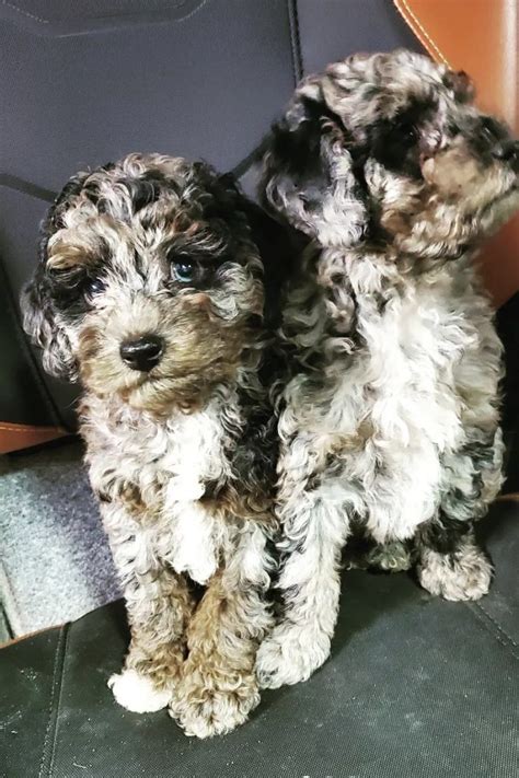 Merle Poodle Guide Blue Chocolate Red And Phantom Merle