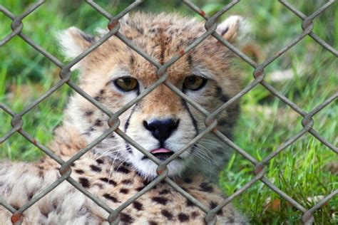 Do Cheetahs Make Good Pets Everything You Need To Know Pet Keen