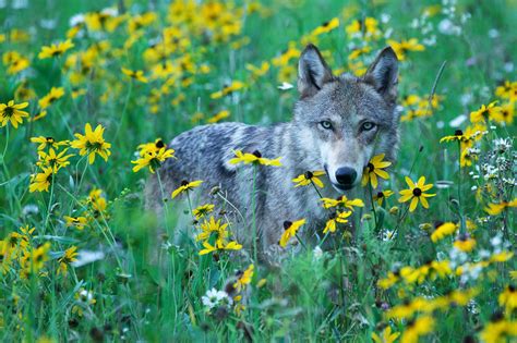 Wolf Flowers Meadow View Wolves Wallpapers Hd Desktop And Mobile
