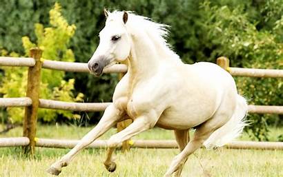 Horse Horses Running Wallpapers Stallion Backgrounds Pony