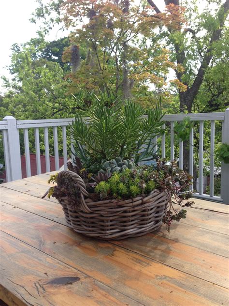 Succulents planted in an arrangement have limited development. Succulent outdoor dining table centerpiece | Succulent ...