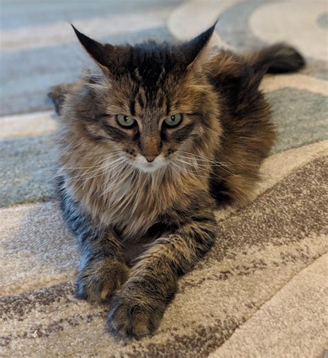 Mixed Maine Coon Cats Scatrey