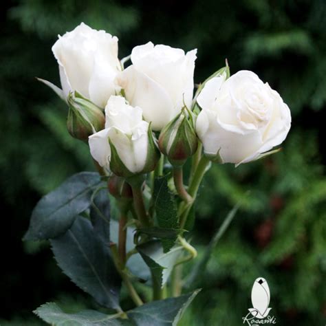 White Spray Roses Rosanti Flowers