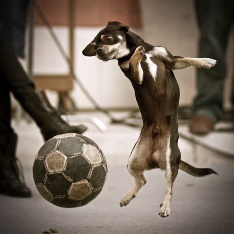 Dog Playing Soccer Photos 2012 Funny And Cute Animals