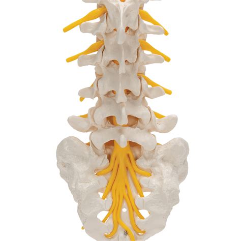 Zeitlimit Von Rabatt Zmk Cm Flexible Human Spinal Column Vertebral Lumbar Curve Anatomical