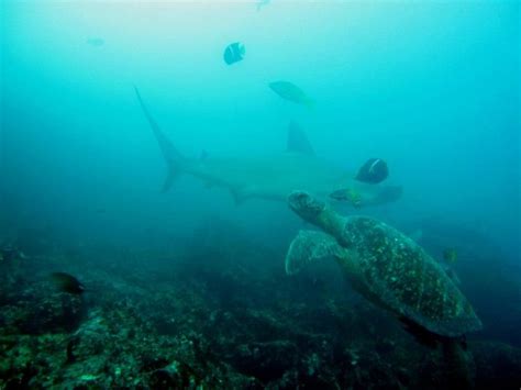 Shark Diving Galapagos 7 Impressive Sharks You Will Encounter Rushkult