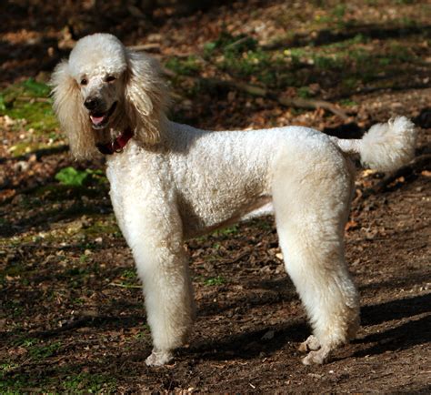 Filestandard Poodle Apricot Wikimedia Commons