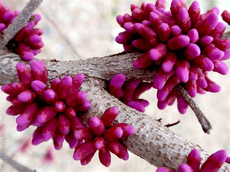 We select the best varieties, choosing ones with qualities such as easy to grow, fasting growing, evergreen foliage, flowering, colorful foliage and more. Cercis chinensis 'Don Egolf' DON EGOLF CHINESE REDBUD ...