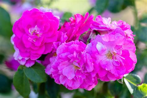 “pretty Pink Rose Vine Photo Art By Janice Noto Rose Vines Pretty
