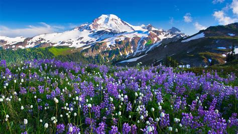 mountains, Flowers, Landscape Wallpapers HD / Desktop and Mobile ...
