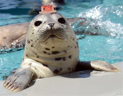 Adopt A Seal The Marine Mammal Center