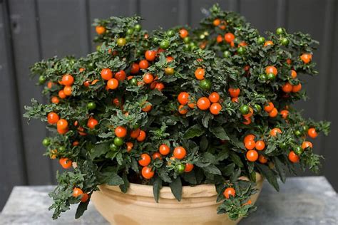 It turns out that you can't be too careful when it comes to plants and your pets. Holiday Plants Poisonous To Pets: Poinsettias, Cactus ...