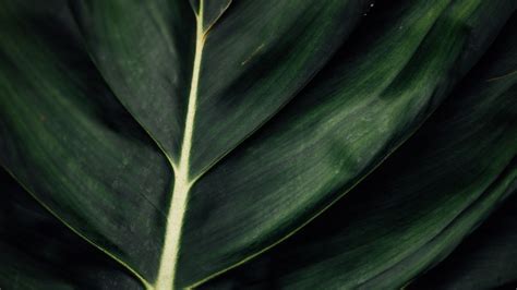 Download Wallpaper 3840x2160 Leaf Veins Macro Surface Plant Green