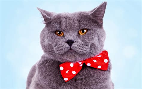 Download Wallpapers 4k British Shorthair Cat With Red Bow Cute