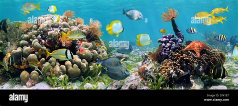 Marine Life Panorama Coral Reef Hi Res Stock Photography And Images Alamy