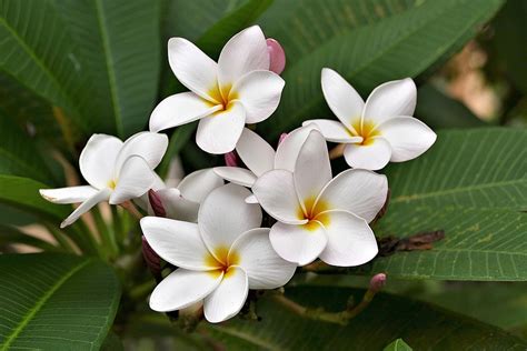 8 Typische Blumen Auf Hawaii