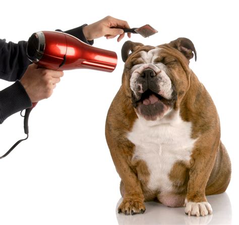Wilco grooming is ready to pamper your pets. Simple Spring Cleaning Tips To Groom Your Pet! - Animal Fair