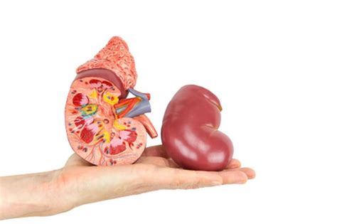 Enlarged Kidney Causes Symptoms And Treatment