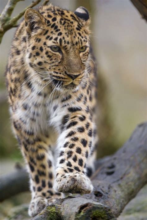 Walking Amur Leopard By Tambako The Jaguar Via Flickr One Of The Amur