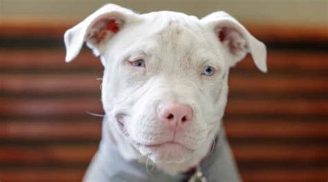 All White Blue Nose Pitbull Us Pets Love