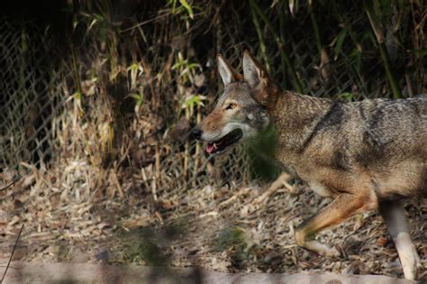 Gulf Coast Ghost Wolves 5 Things To Know