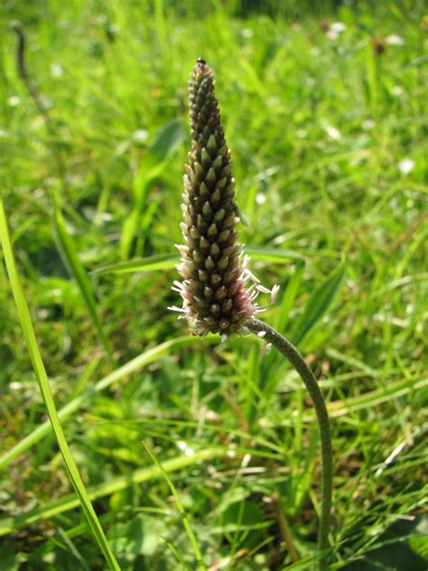 Wer ahnt schon, dass er dabei jedesmal an einem. Mittlerer Wegerich, Plantago media