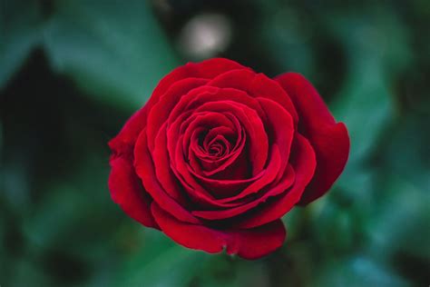 Shallow Focus Photography Of Red Rose Image Free Photo