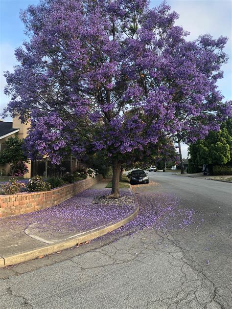 A Beautiful Purple Tree Near My House Routdoors