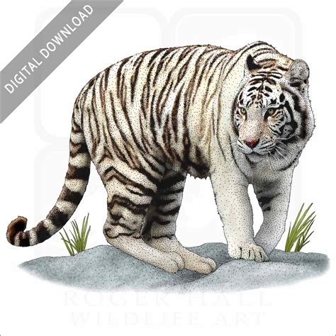 Panthera Tigris Drawing