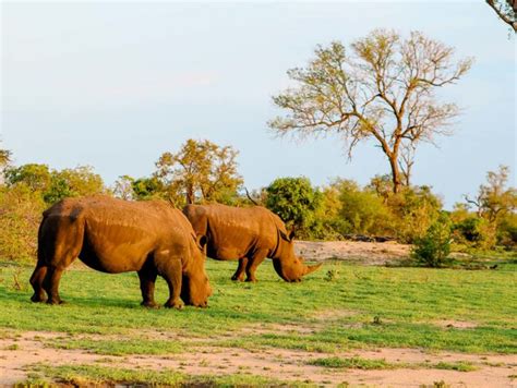 Eine safari in südafrika ist ein höhepunkt jeder reise. Safari: Krüger Nationalpark & Game Reserve (Karte, Preise ...
