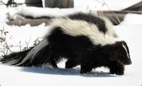 If you're looking for pest control contractors that serve a different city in ohio, here are some popular suggestions Columbus, Ohio Wildlife Removal | Professional Wildlife ...