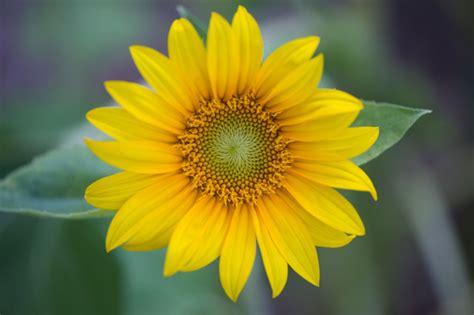 The skidi pawnee lived in this area since before the 1600s and the mormon trail . Genoa City Real Estate & Genoa City Homes for Sale ...