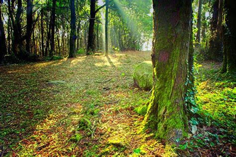 Sintra Forest Stock Image Image Of Magic Autumn Stone 4195603