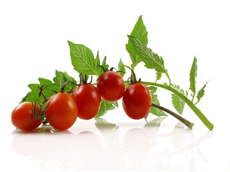 Ihr großes plus ist das besonders intensive, etwas süße aroma. Cherrytomaten - Rezepte / Naturkost Schniedershof - Ihr ...