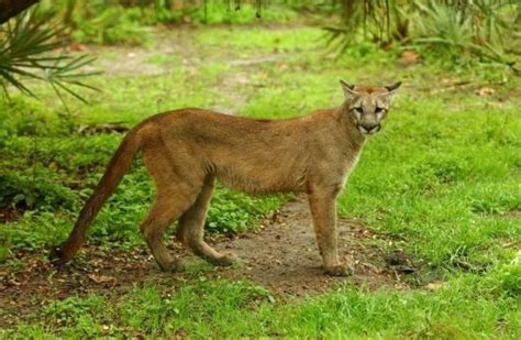 Endangered Florida Panthers Sighted Near The Everglades