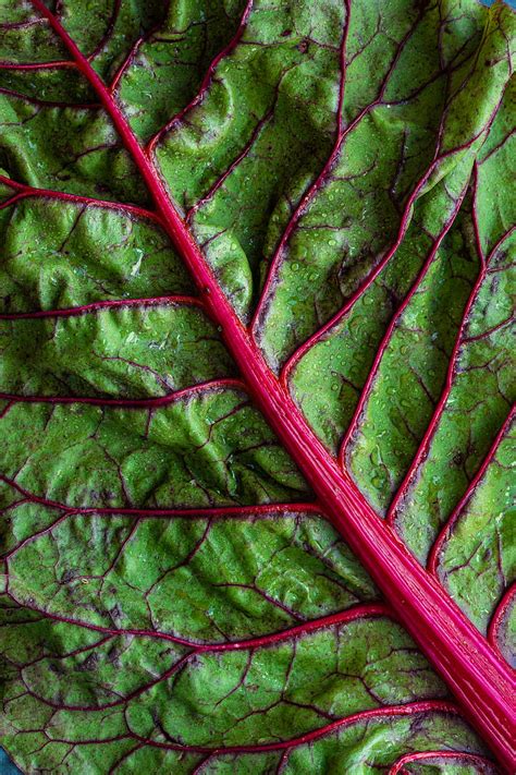 Green Vegetable Leaf Hd Phone Wallpaper Peakpx