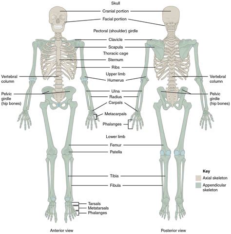 Want to learn all of the bones in the human body? Major Bones Of The Human Skeleton Anatomy | MedicineBTG.com