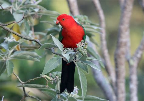 Australian King Parrot Aviculture Hub