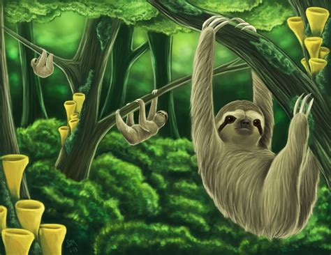 Free Download Sloth Wallpaper 2044x1110 For Your Desktop Mobile