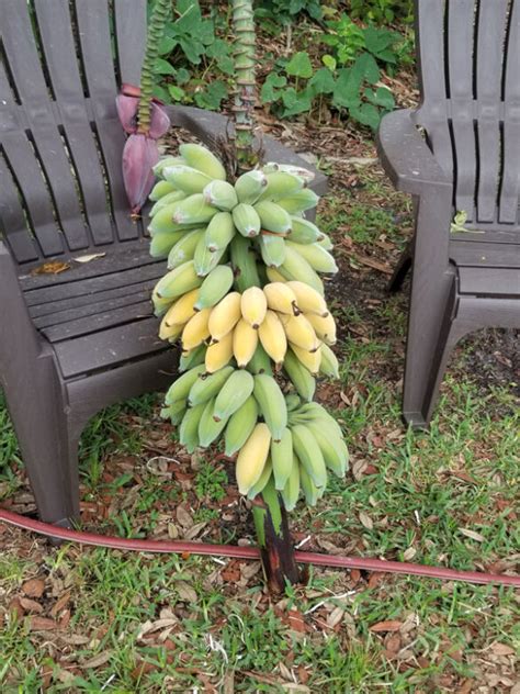 Susy Demonstrates The Easy Way To Harvest Bananas The Survival Gardener
